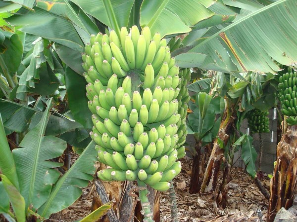 ماذا يحصل بموضوع تصدير الموز؟