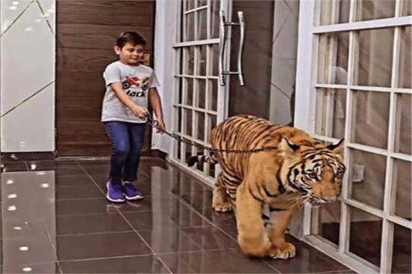 بالفيديو - طفل شجاع ينجو من موت محتم... حشر بغرفة مع نمر مفترس!