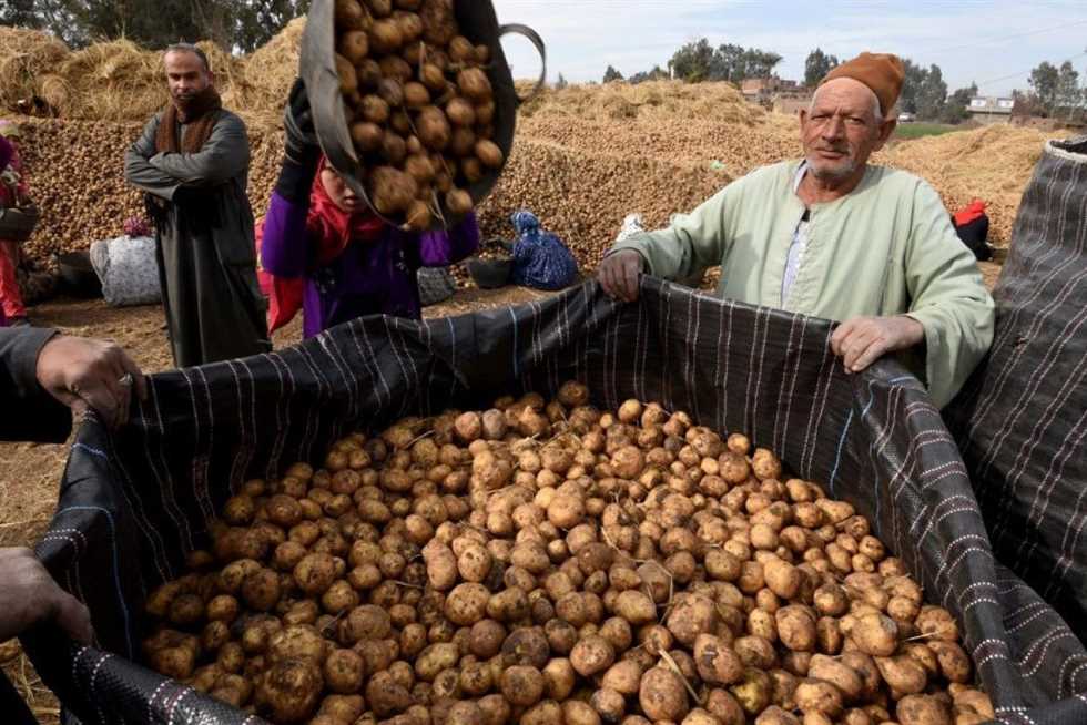 كارثة العام الماضي تتكرّر.. البطاطا المصرية تُغرق الأسواق!