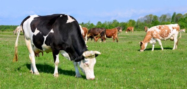 أنفلونزا في حليب الأبقار... هل نشهد جائحة جديدة؟