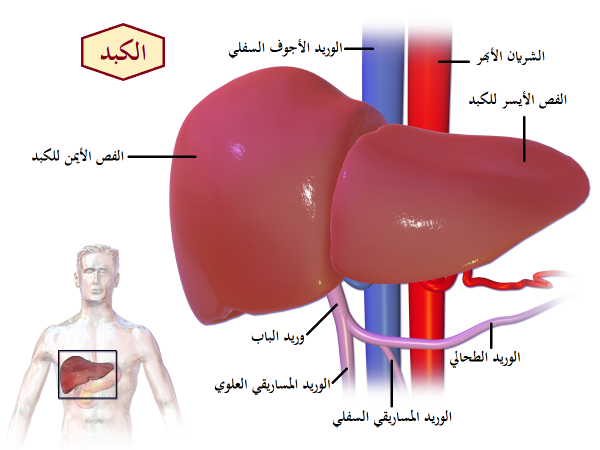 أمراض الكبد.. مؤشرات مبكرة وخطوات لحمايته من التلف