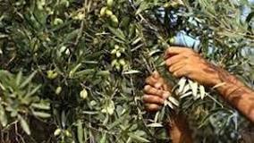 الاحتلال يمنع المزارعين من قطف الزيتون شمال غرب نابلس