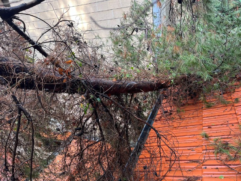 بالصور - سقوط شجرة على منزل بسبب العاصفة!