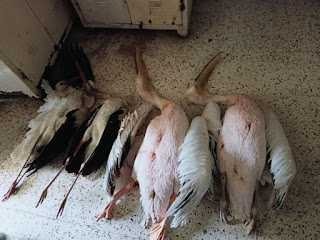 توقيف ٥ أشخاص بجرم صيد طيور اللقلق الأبيض "العرنوق" والبجع المهاجرة والمُحَظَّر صيدها