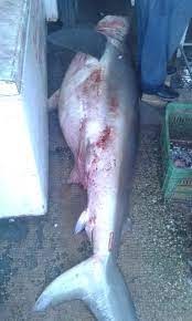 في صيدا... سمكة قرش بيضاء نادرة في صنّارة أحد الصيّادين