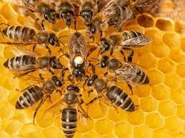 النحل يثير الرعب في دولة عربية.. هجوم جديد يقتل ويصيب العشرات من المواطنين