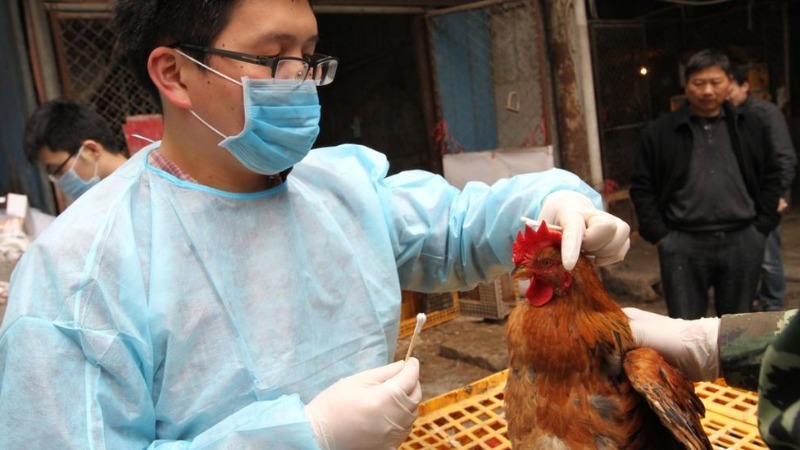 أول وفاة بين البشر بـ"إنفلونزا الطيور" في الصين