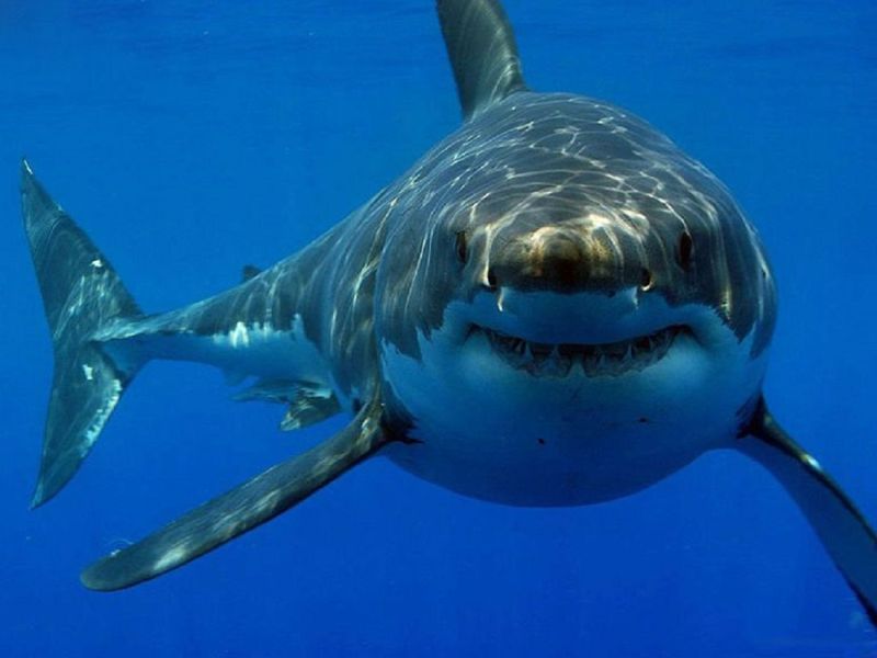 لهذه الأسباب تقترب أسماك القرش من الشواطئ اللبنانية