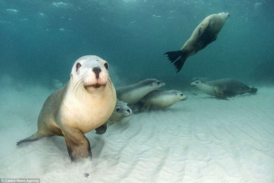 فيديو: "كلب البحر" يسرق راكب أمواج وسط مياه المحيط!