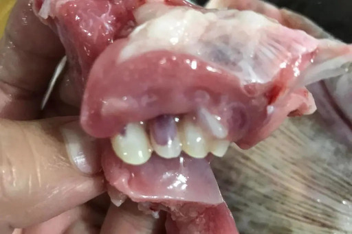 فيديو مرعب..  امرأة تعثر على "أسنان بشرية" في طبق الغداء!
