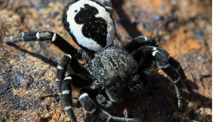حشرة شديدة الندرة ... اكتشاف نوع جديد عالميًا من العناكب في منطقة لبنانيّة!