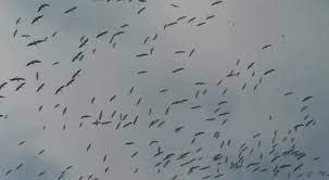 مكافحة الصيد العشوائي للطيور المهاجرة.. وزير البيئة: مستمرون