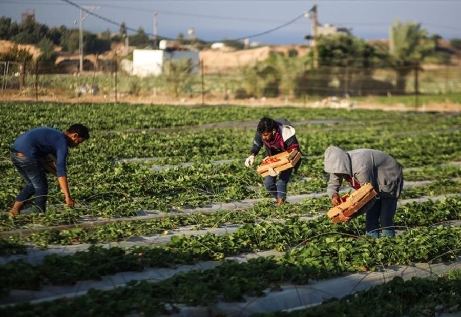 ظاهرةٌ خطيرة تهدّد صحّة اللبنانيين... و"الزراعة" تحذّر!