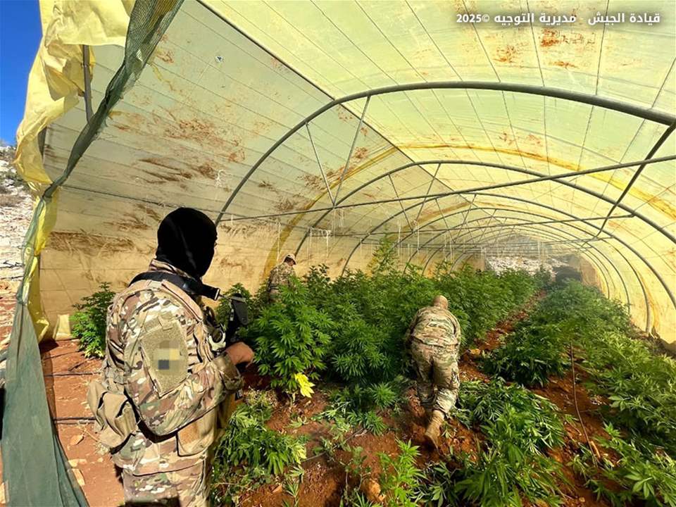 الجيش يتلف كمية كبيرة من الحشيشة في بعلبك