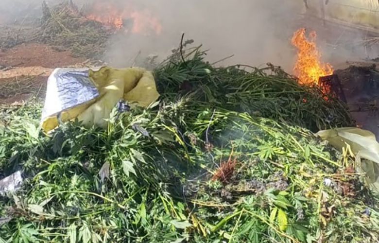 في البقاع والشوف.. اتلاف مساحة مزروعة بالحشيشة وتوقيف مروجين!