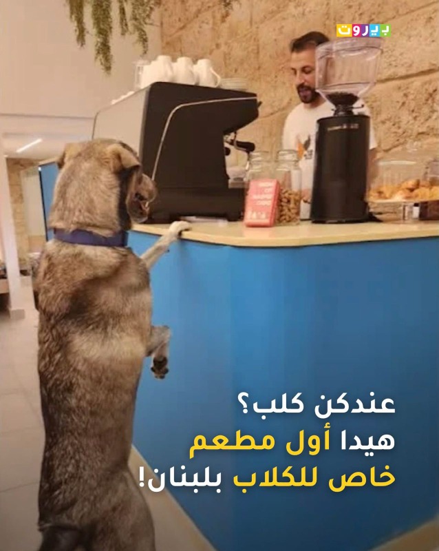 دلعه وغنجه… اوعى كلبك!