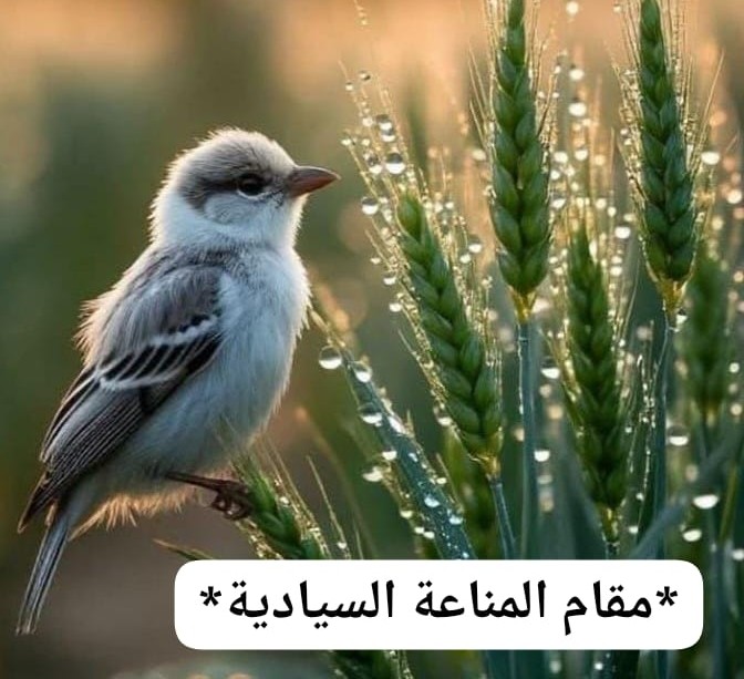 مقام المناعة السيادية