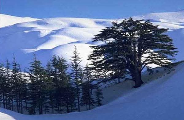 منع الدخول إلى الأرز لغير الحاجزين