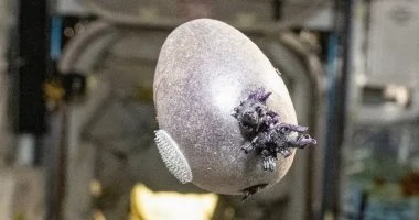 زراعة وحصاد بطاطا في الفضاء!