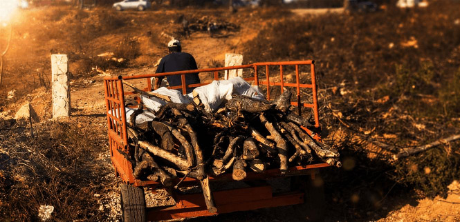 بعد قطع أشجار في سن الفيل.. بيانٌ من وزارة الزراعة