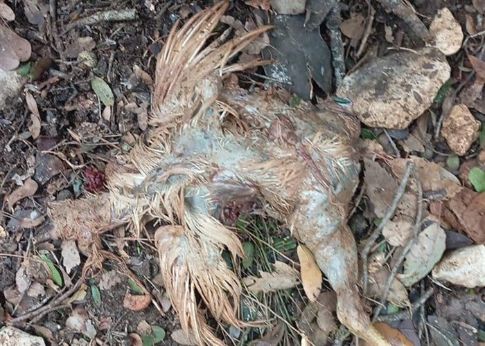 فضيحة في لبنان: دجاج نافق يُرمى قرب المنازل.. فهل تحولت المزارع إلى قنبلة بيئية؟