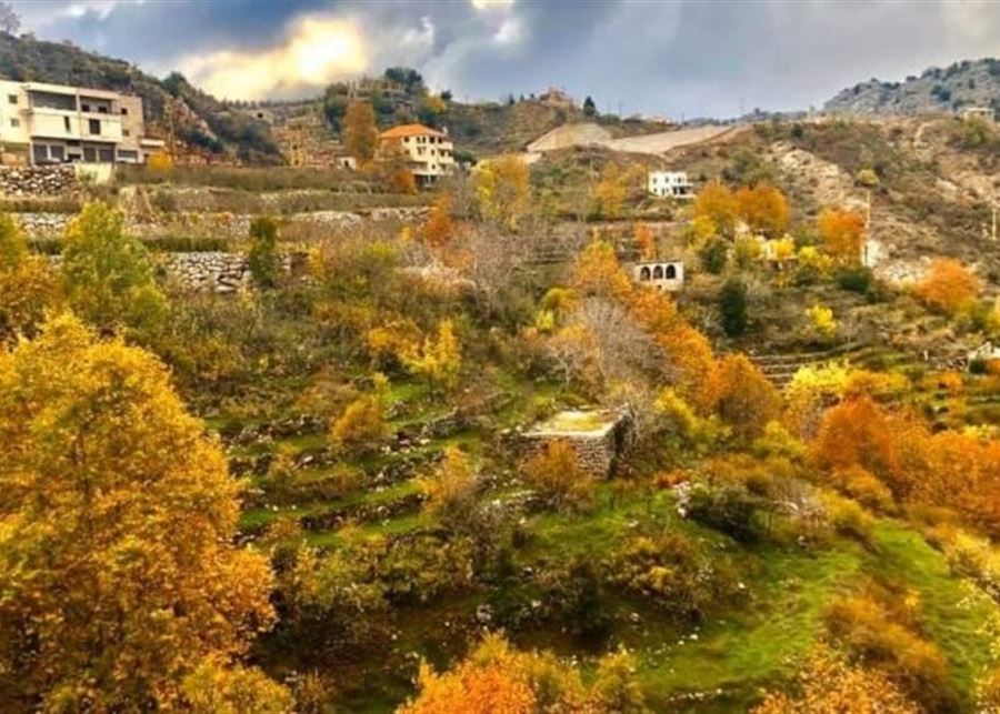 رشاوى مقابل رخص الحطب.. توقيف مأمور أحراش في كسروان