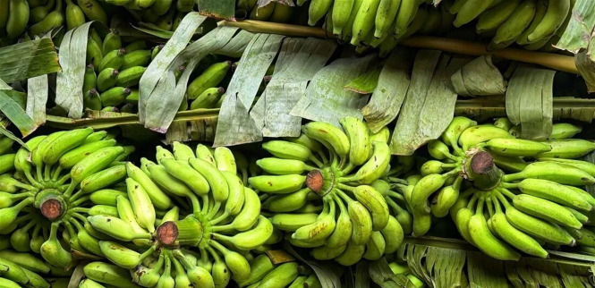 الموز الأخضر.. خيار غذائي قد يساعد على ضبط السكر