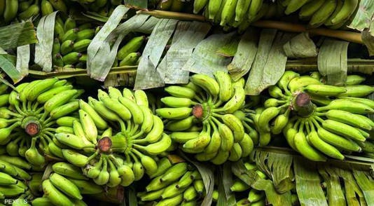 الموز الأخضر.. فاكهة غير ناضجة بفوائد صحية كبيرة