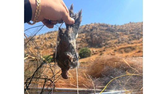 قوى الأمن تضبط أكثر من 20 ألف متر مربع من شباك صيد الطيور غير القانونية