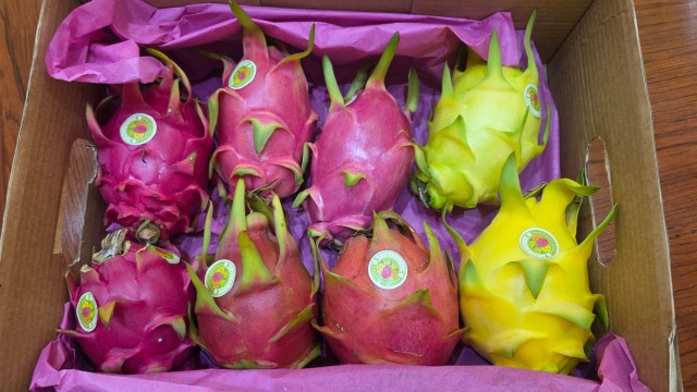 لجنة لتنمية قطاع الـ Dragon Fruit