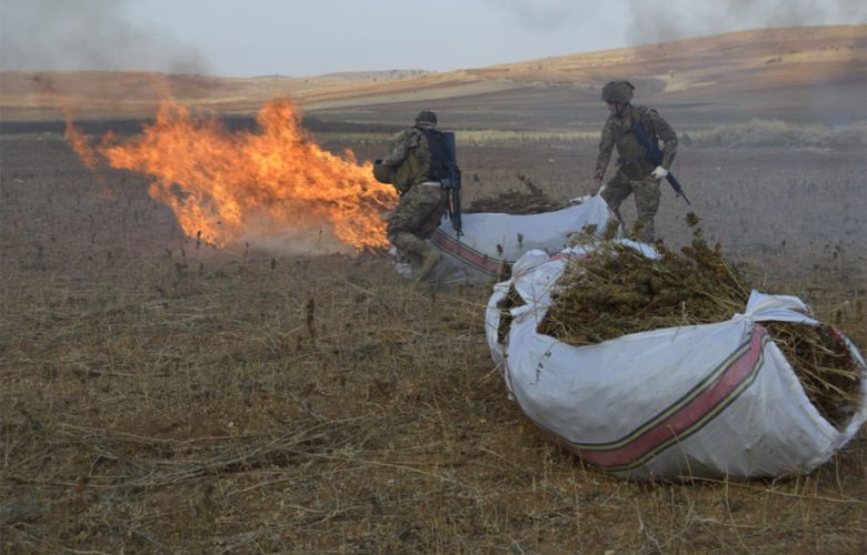 الجيش: تلف 180 دنماً من حشيشة الكيف ومداهمات في بعلبك وعكار