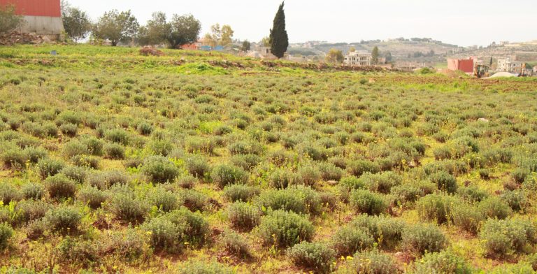 زعتر الجنوب ينافس التبغ ويواجه التهريب والحرب والإهمال