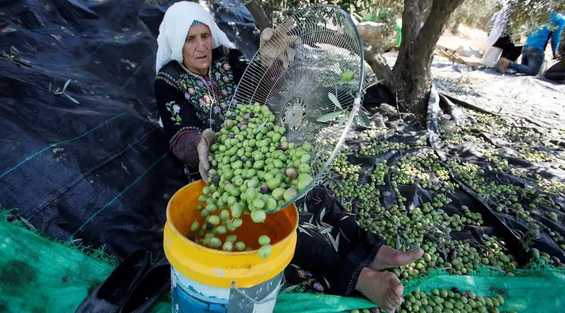 الزيتون... شجر لبنان وفلسطين "المبارك" تدمره "إسرائيل"