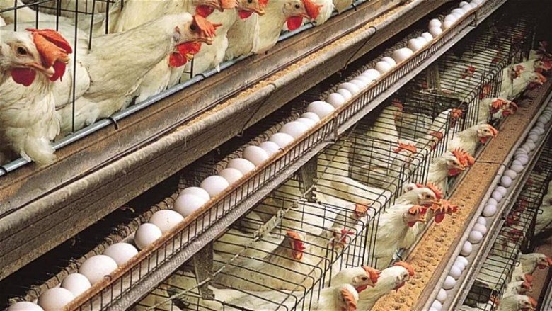 رئيس "النقابة اللبنانية للدواجن": إرتفاع سعر البيض سببه جشع التجار وسعر الدجاج لا يزال مقبولاً