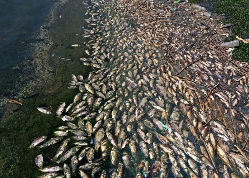 فضيحة كبيرة تهدّد صحّة اللبنانيين: 7 طن من أسماك "القرعون" النافقة تحولت إلى السوق!