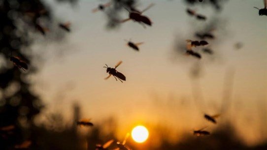 بعد الجراد... إجتياحٌ من نوعٍ آخر للمناطق اللبنانيّة!