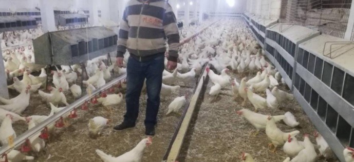 في لبنان: الدجاج يتحوّل إلى ماعز... والأبقار بأسماء وهمية!