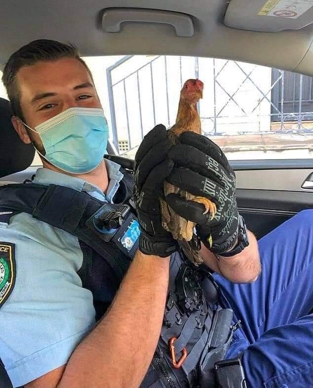 استدعاء الشرطة من أجل دجاجة!