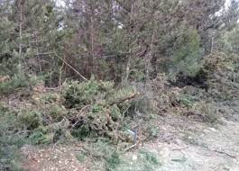 مجهولون قطعوا اكثر من 20 شجرة صنوبر خضراء معمرة من غابة المرغان في اعالي القبيات