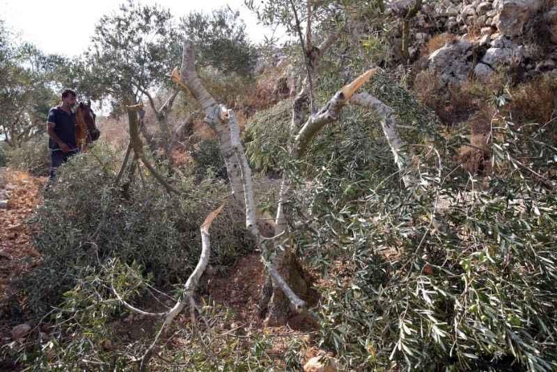مستوطنون يقطعون 600 شجرة مثمرة من أراضي دير شرف