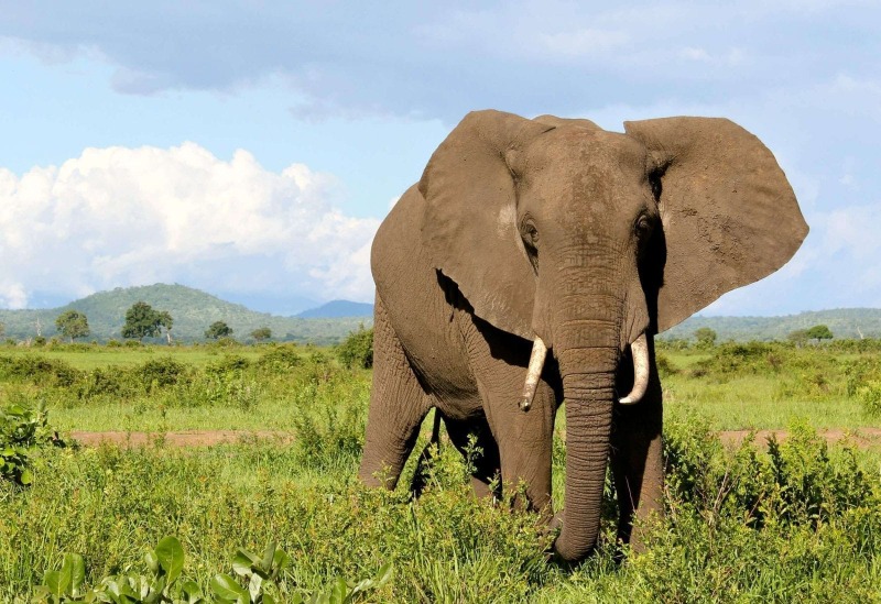فيل يتسبب بكارثة في زيمبابوي!