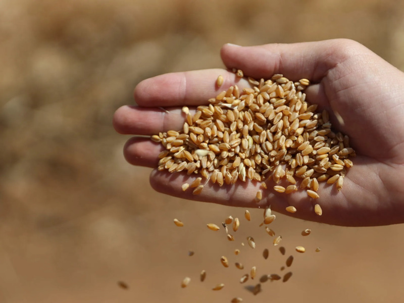35 ألف طن من القمح من أوكرانيا وروسيا إلى لبنان..