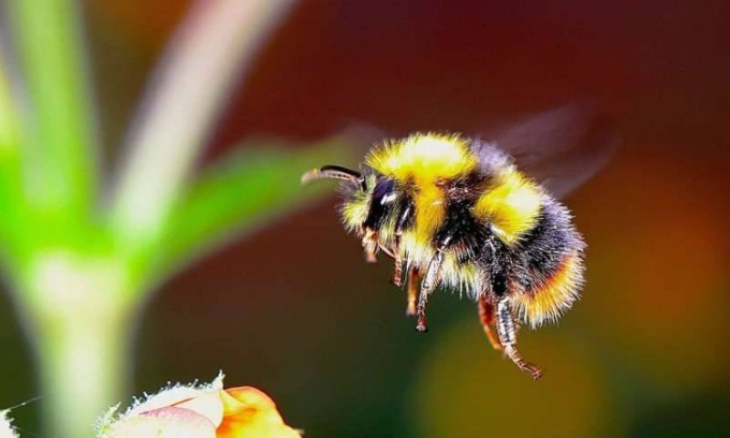 التغير المناخي يهدد حياة النحل الطنان