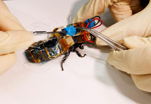في اليابان "حقيبة ظهر" للصراصير للبحث عن ناجين خلال الكوارث