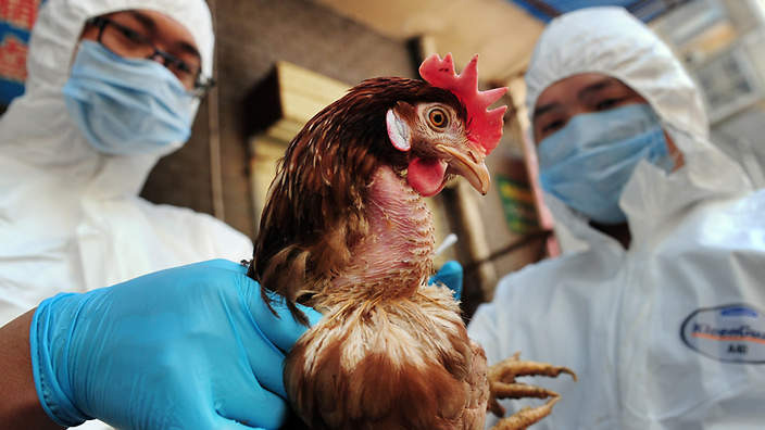 إنفلونزا الطيور يتفشى في أوروبا بشكل غير مسبوق وإعدام حوالي 50 مليون طير!