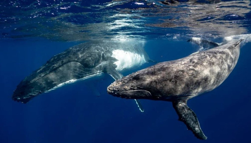 دراسة تكشف عن سرّ ضخامة الحيتان.. كيف أصبحت بهذا الحجم؟