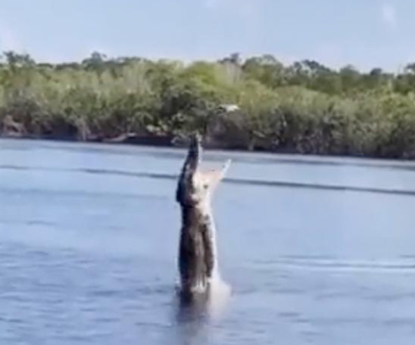 بالفيديو.. تمساح يهاجم "درون".. وتدخل المصور ينقذ الطائرة!