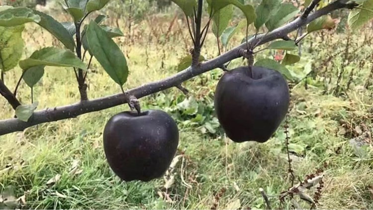 يزرع بمكان واحد في العالم.. تعرف على التفاح الأسود