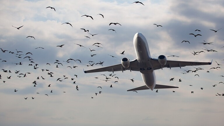 سرب من الطيور يهاجم طائرة "بوينغ" في أجواء مطار روسي!