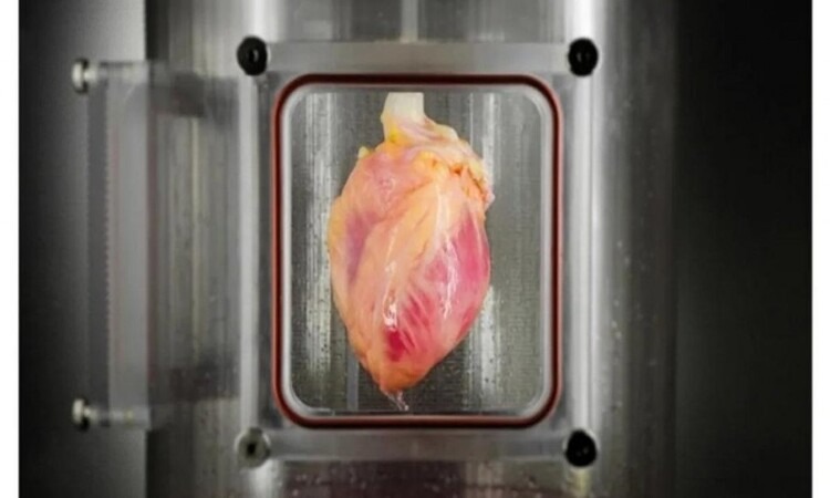 معجزة علمية.. تطوير “قلب نابض” في المختبر